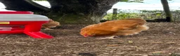 Chickens poultry for sale: Orpington Cockerels 12 weeks old  - Advert 7