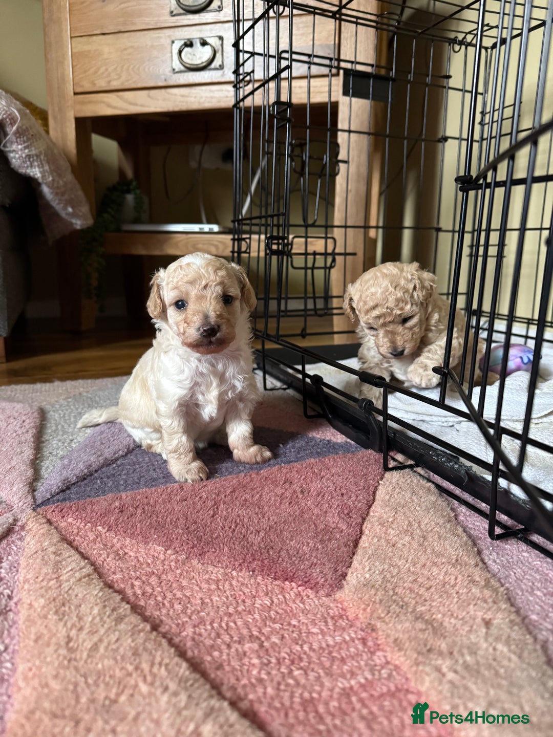 Maltipoo dogs for sale: Premium health tested toy teddybear maltipoo’s - Image 1