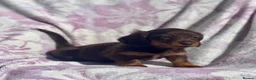 Miniature Dachshund dogs for sale: Miniature long haired dachshund  in Leeds - Advert 19