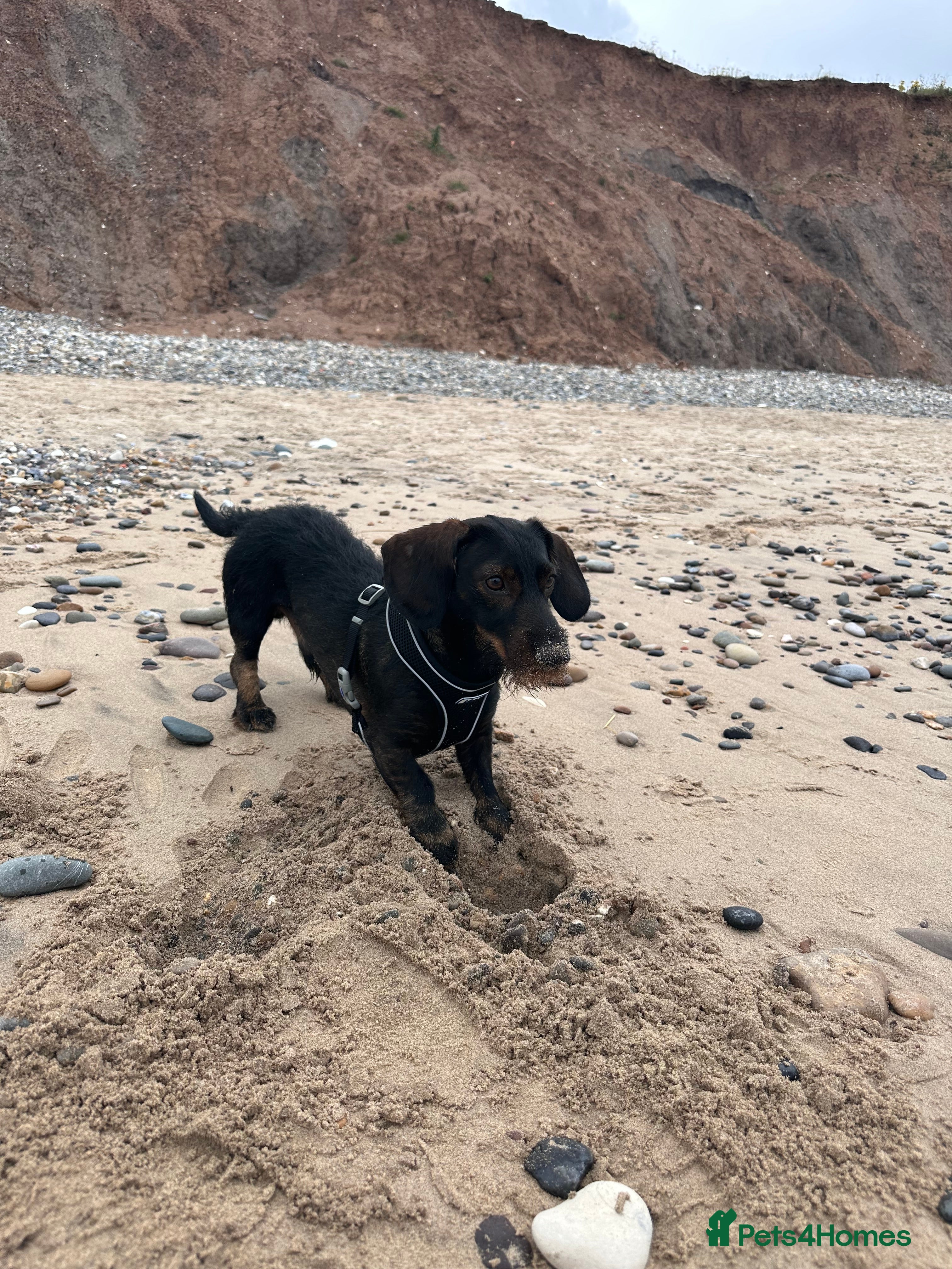 Dachshund dogs STUD Dachshund wired haired boy  in Rotherham - Advert 2