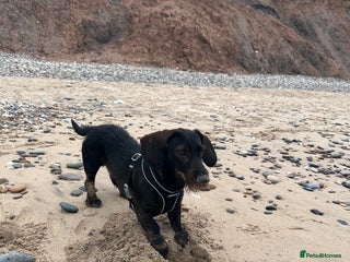 Dachshund dogs STUD Dachshund wired haired boy in Rotherham - Advert 1