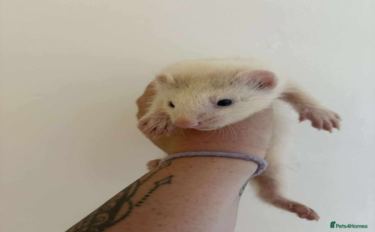 Ferret rodents in Shildon - Advert 15