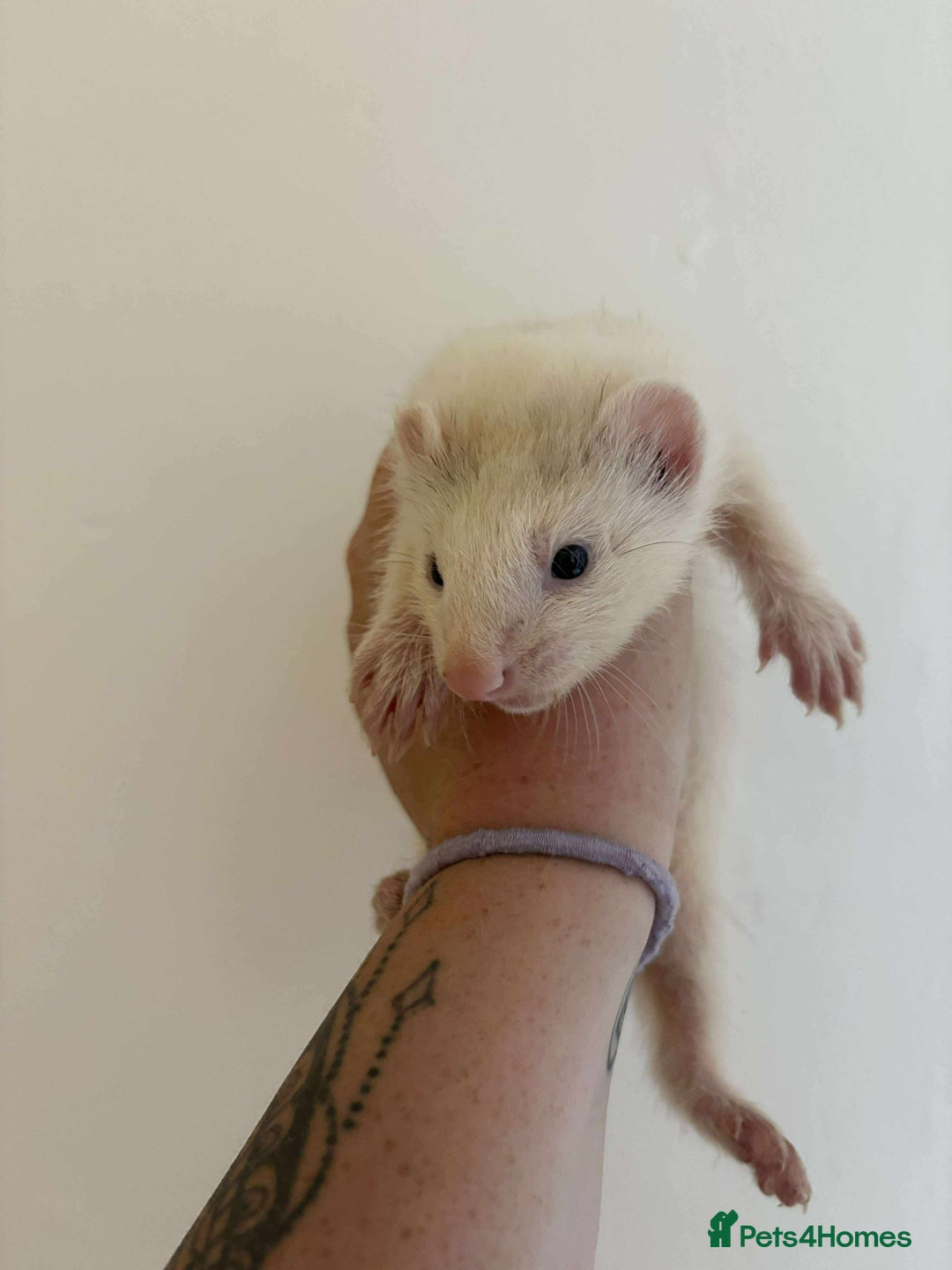 Ferret rodents for sale: Ferret kits READY TO GO NOW in Shildon - Image 1