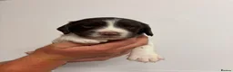 English Springer Spaniel dogs for sale: Beautiful English springer Spaniels  - Advert 19