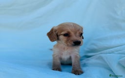 Cocker Spaniel dogs for sale: Beautiful cocker spaniels puppies for sale - Image 21
