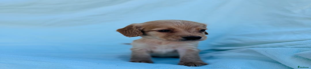 Cocker Spaniel Puppy 4