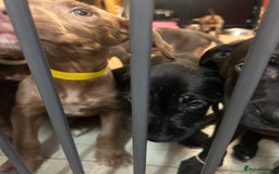 Mixed Breed dogs for sale: American pocket bully x labradoodle  - Image 9
