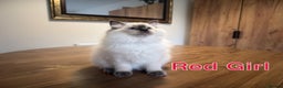 Ragdoll cats for sale: 6 Gorgeous Full Breed Ragdoll Kittens Ready to Go! - Advert 16