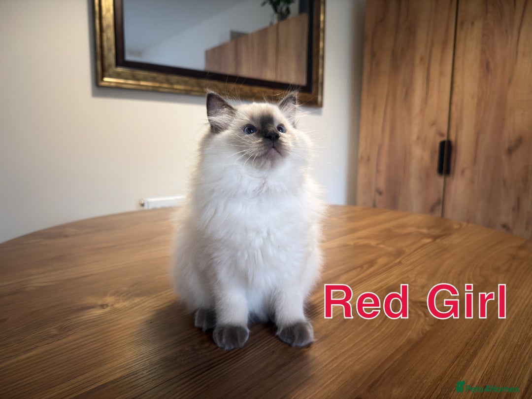 Ragdoll cats for sale: 6 Gorgeous Full Breed Ragdoll Kittens Ready to Go! - Advert 16