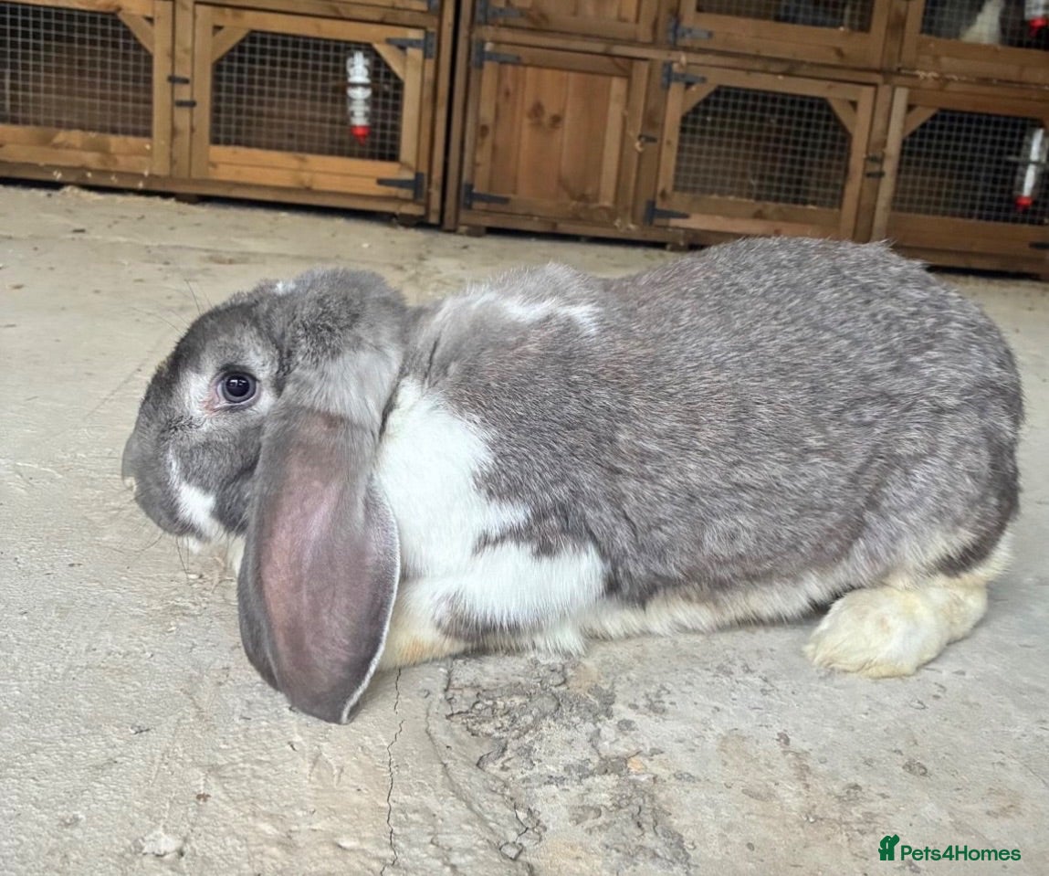 French Lop rabbits Stunning xl French lops  - Advert 2