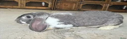 French Lop rabbits for sale: Stunning xl French lops  - Advert 2