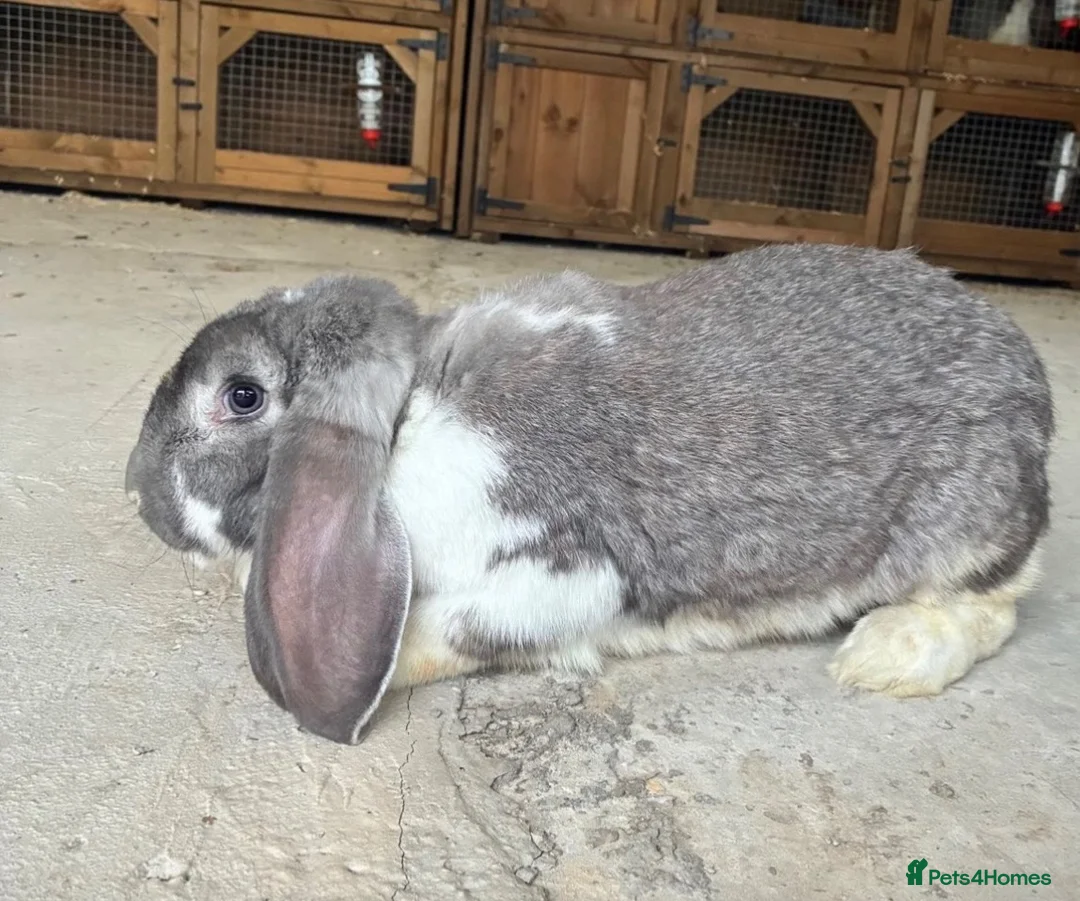 French Lop rabbits for sale: Stunning xl French lops  - Advert 2