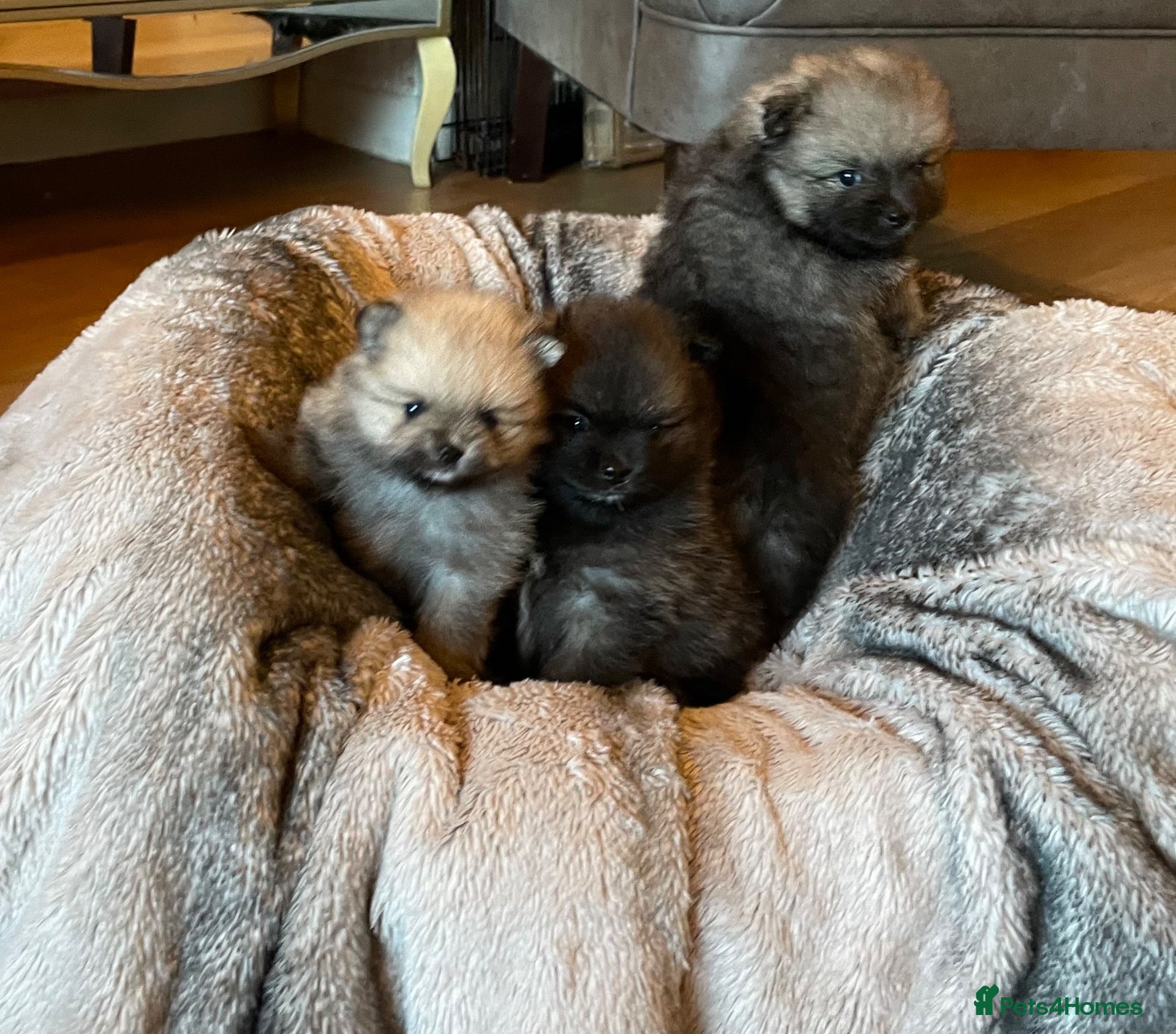 Pomeranian dogs Stunning KC Teddy Bear Pomeranians - Advert 10