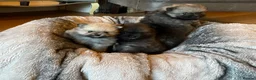 Pomeranian dogs for sale: Stunning KC Teddy Bear Pomeranians - Advert 6