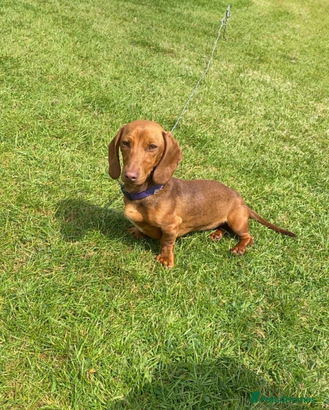 Dachshund dogs for sale: Coco Dachshund  - Advert 2