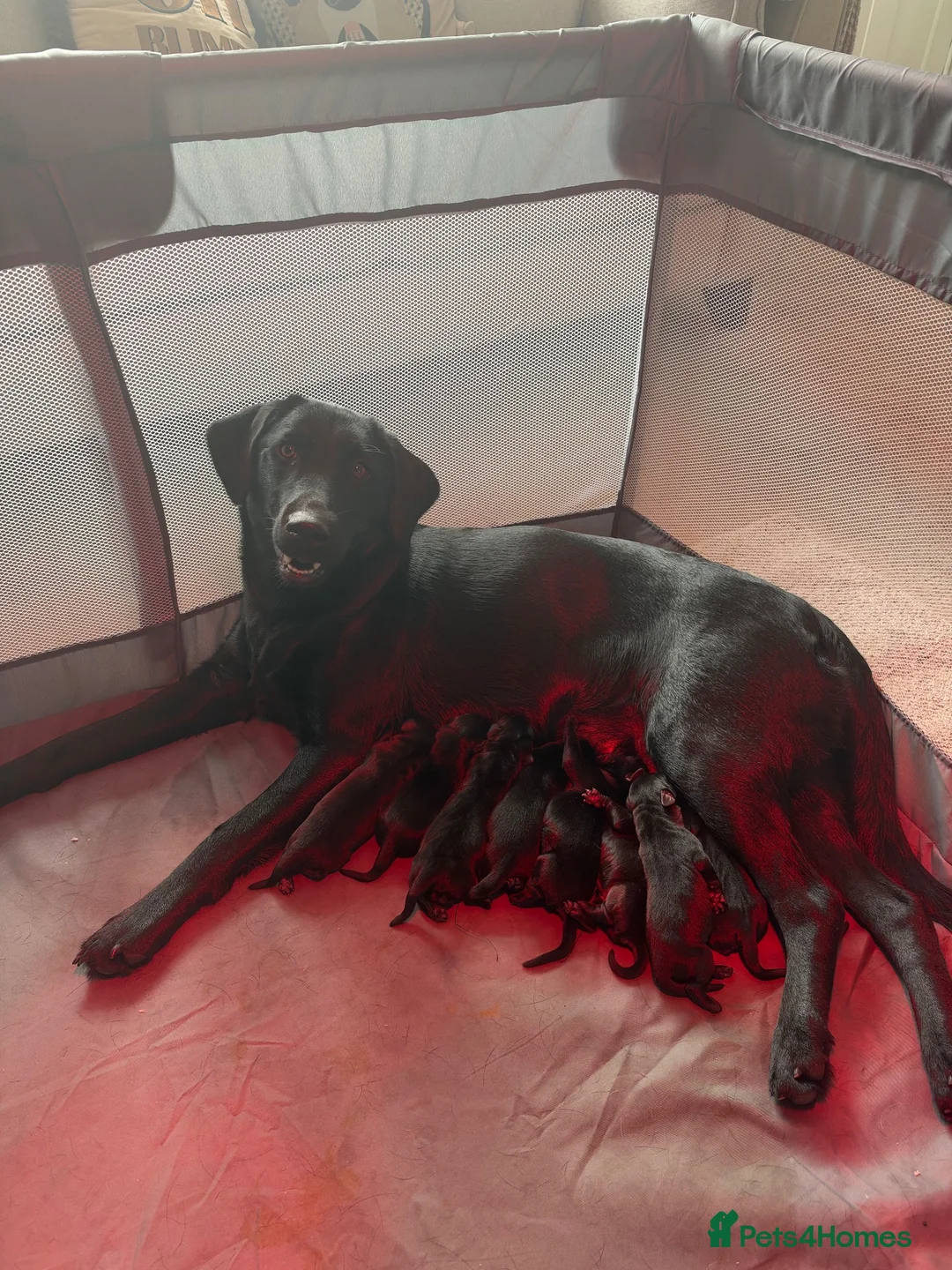 Labrador Retriever dogs for sale: Black Labrador Puppies  - Advert 2