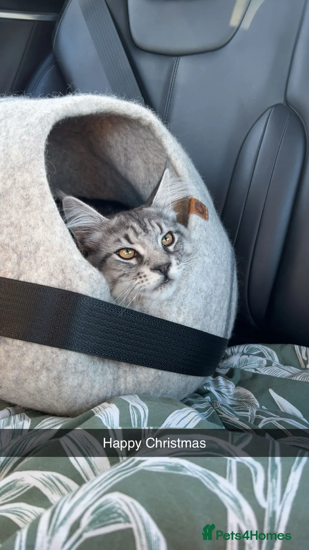 Maine Coon cats for stud: Silver Striped Male for STUD - Advert 8