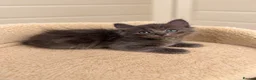 Ragdoll cats for sale: 2 x male half ragdolls  - Advert 4