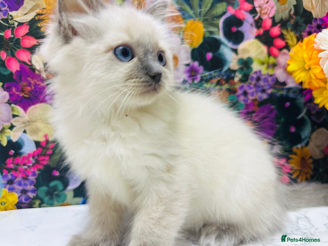 Ragdoll cats for sale: Beautiful Ragdoll Kittens  - Image 36