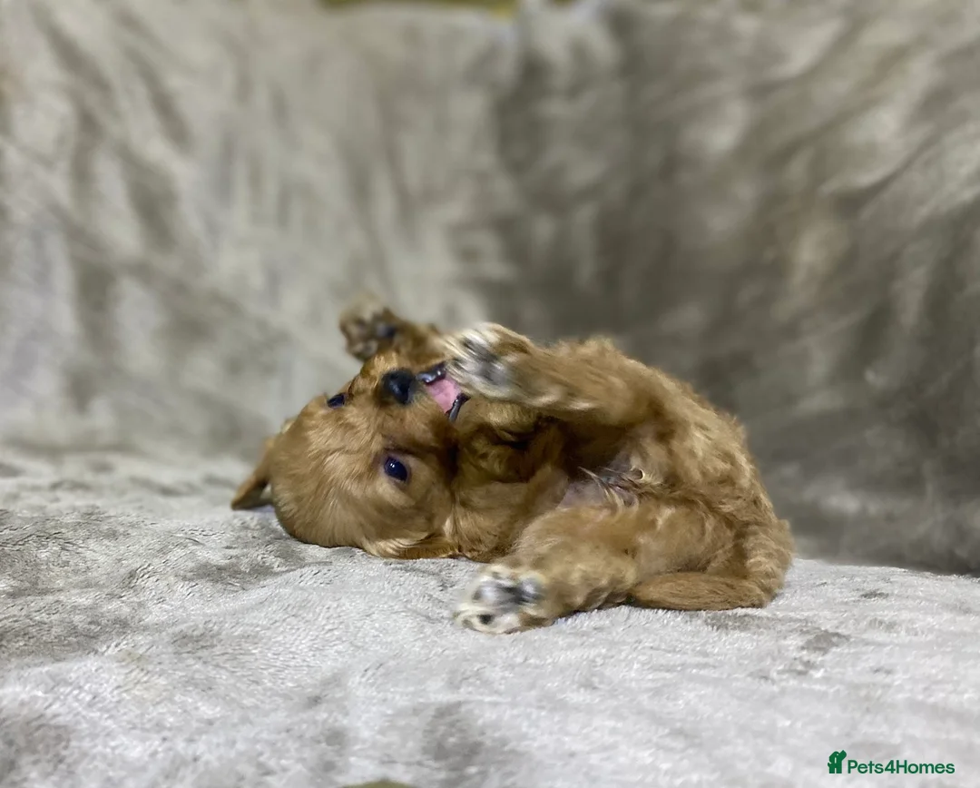 Shihpoo dogs for sale: 5 x female F1b Shihpoo pups - Advert 6