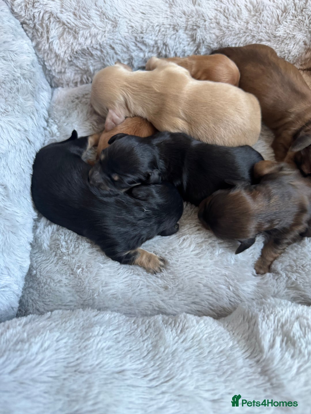 Miniature Dachshund dogs for sale: BEAUTIFUL KC LONG HAIR PUPPYS AVAILABLE TO RESERVE - Advert 7