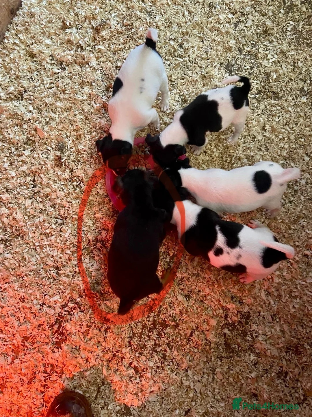 Jack Russell dogs for sale: True to type jack Russel puppies  - Advert 3