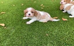 Cavalier King Charles Spaniel dogs for sale: Super cute KC blenheim pups, health tested parents - Image 5