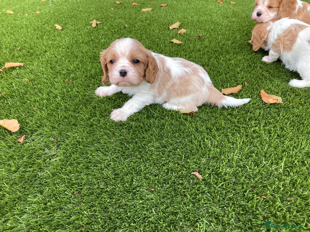 Cavalier King Charles Spaniel dogs for sale: Super cute KC blenheim pups, health tested parents - Image 5