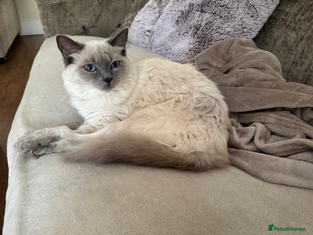 Ragdoll cats for sale: Beautiful Ragdoll - Advert 4