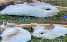 Mini Lion Lop rabbits for sale: mini lion lop rabbits  - Image 6