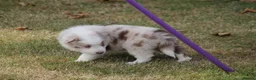 Border Collie dogs for sale: Border Collie Puppies for Sale - Advert 12