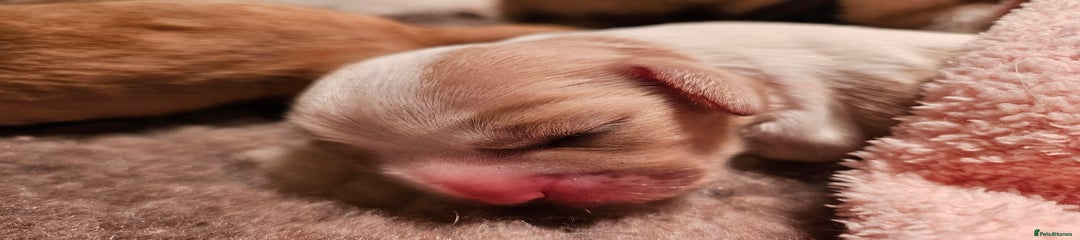 Mixed Breed Puppy 2 Maya