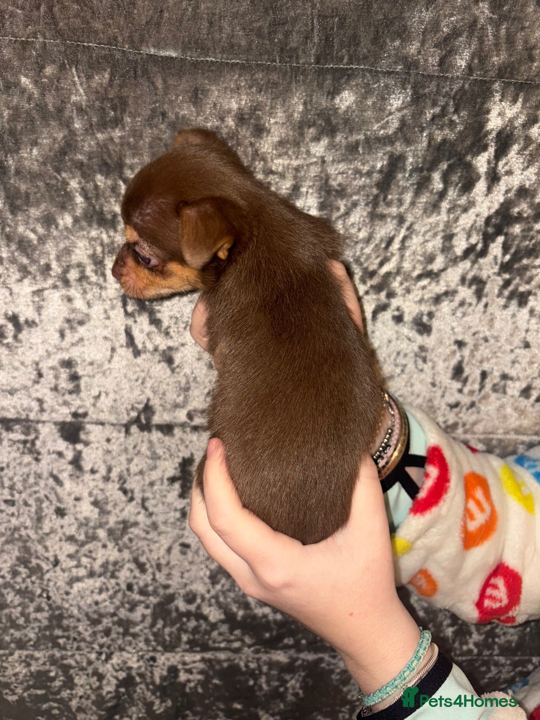 Mixed Breed dogs for sale: 3 beautiful puppies  - Advert 6