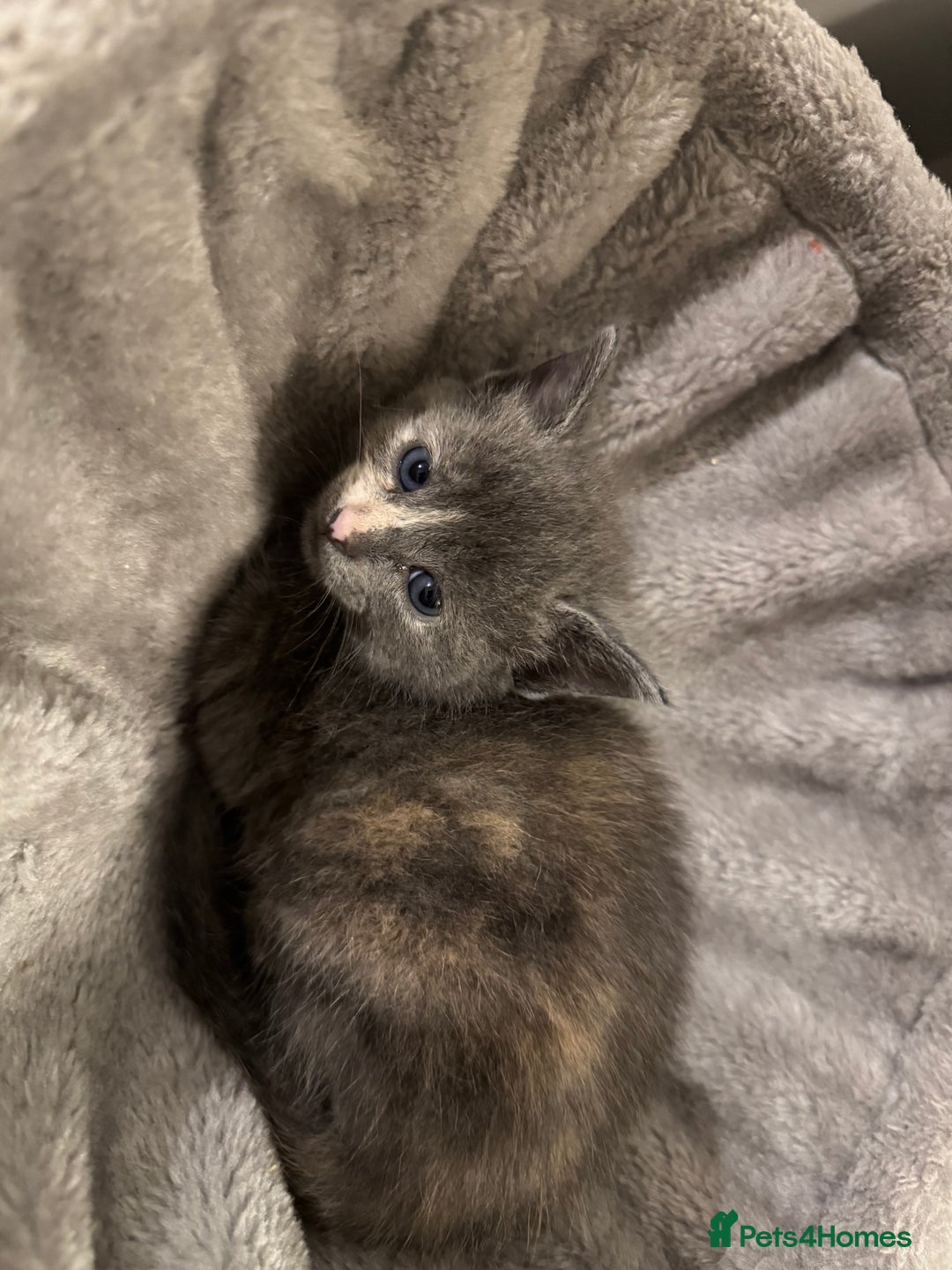 Russian Blue cats for sale: Blue Russian mix - Image 7