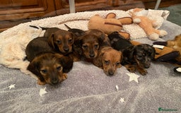 Miniature Dachshund dogs for sale: True miniature Dachshund puppies  - Image 6