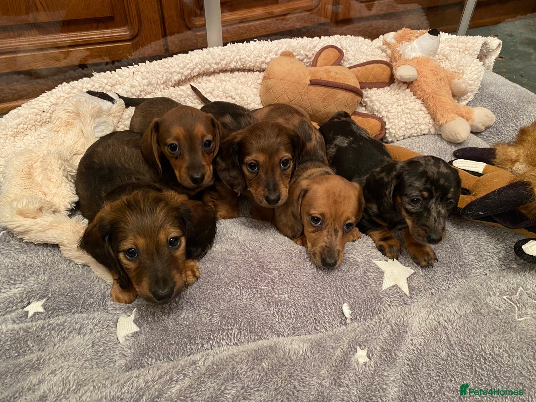 Miniature Dachshund dogs for sale: True miniature Dachshund puppies  - Image 6