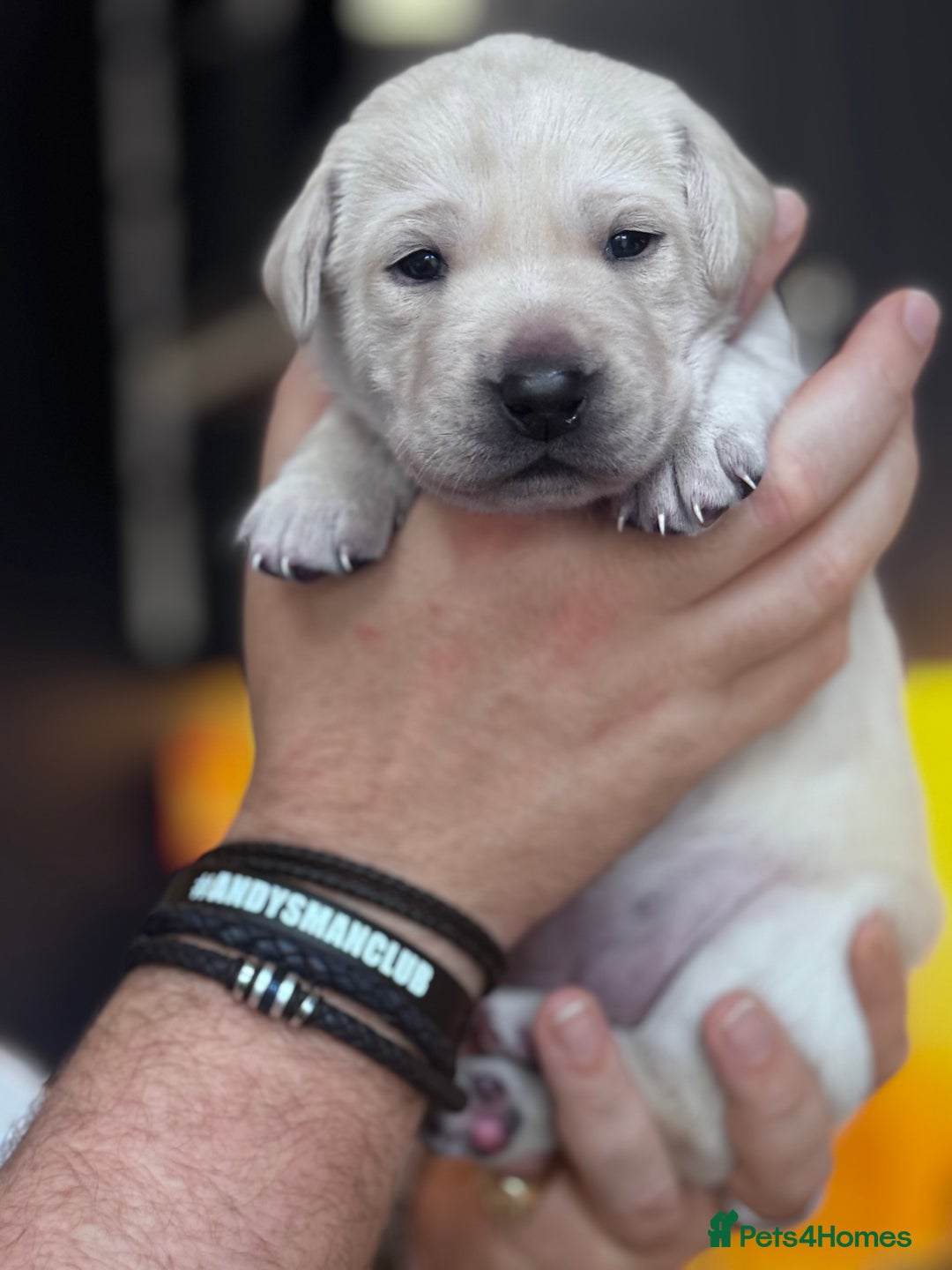 Labrador Retriever dogs for sale: Labrador Puppies - 1 Male & 3 Females Available - Advert 8