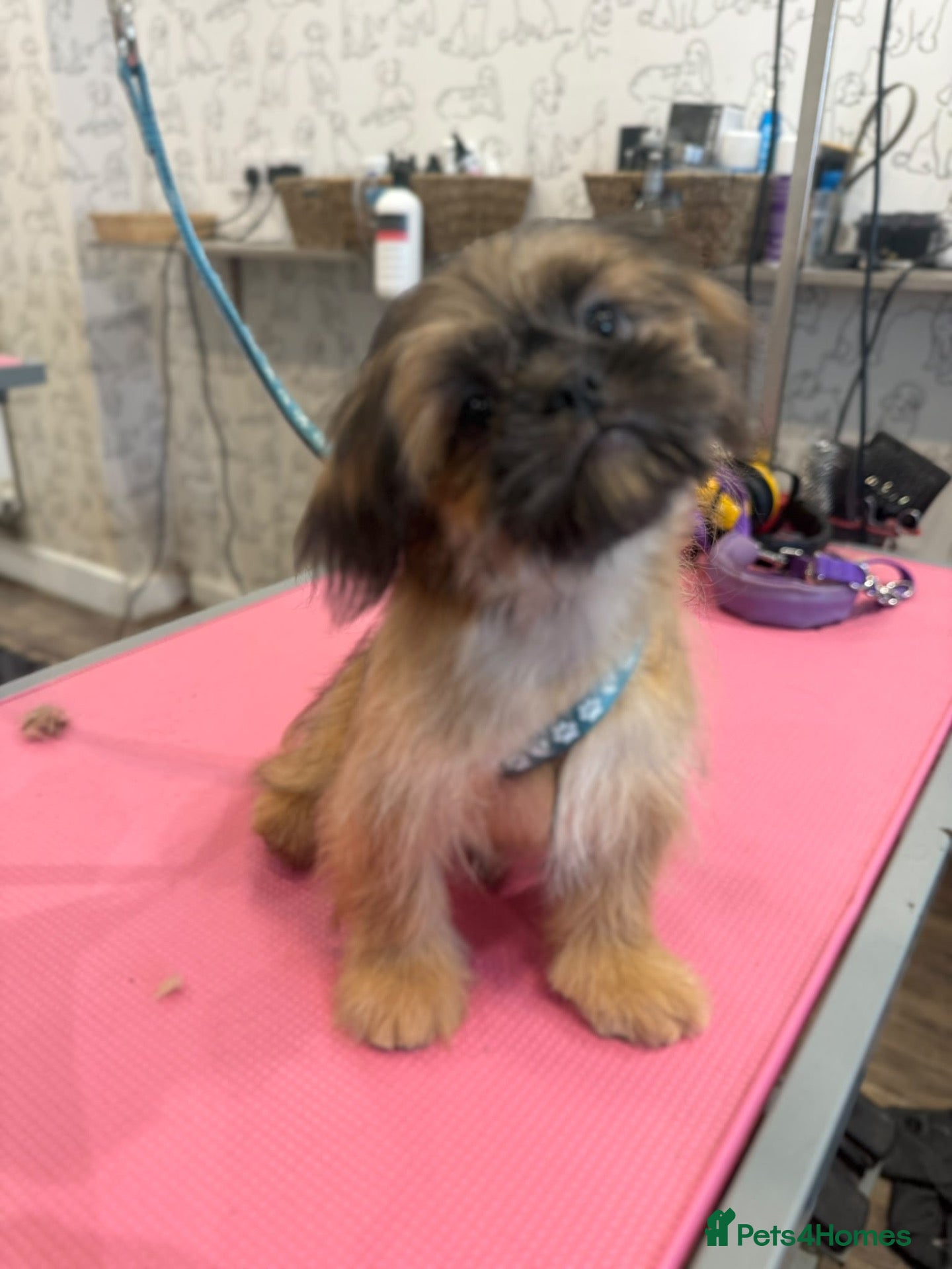 Shih Tzu dogs 💙🩵Last KC Blue Boy Available 🩵💙 - Advert 2