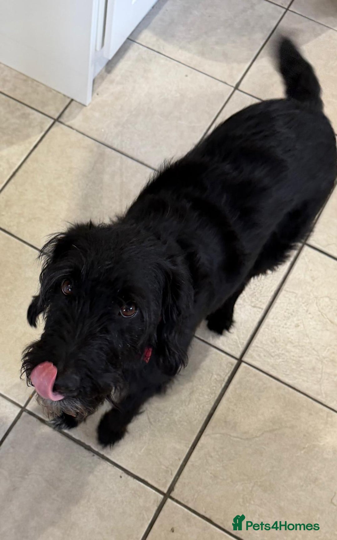 Mixed Breed dogs for adoption: Sweet Oscar Needs Love  - Advert 4