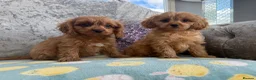 Cavapoo dogs for sale: Extensively Stunning cavapoo puppies  - Advert 8