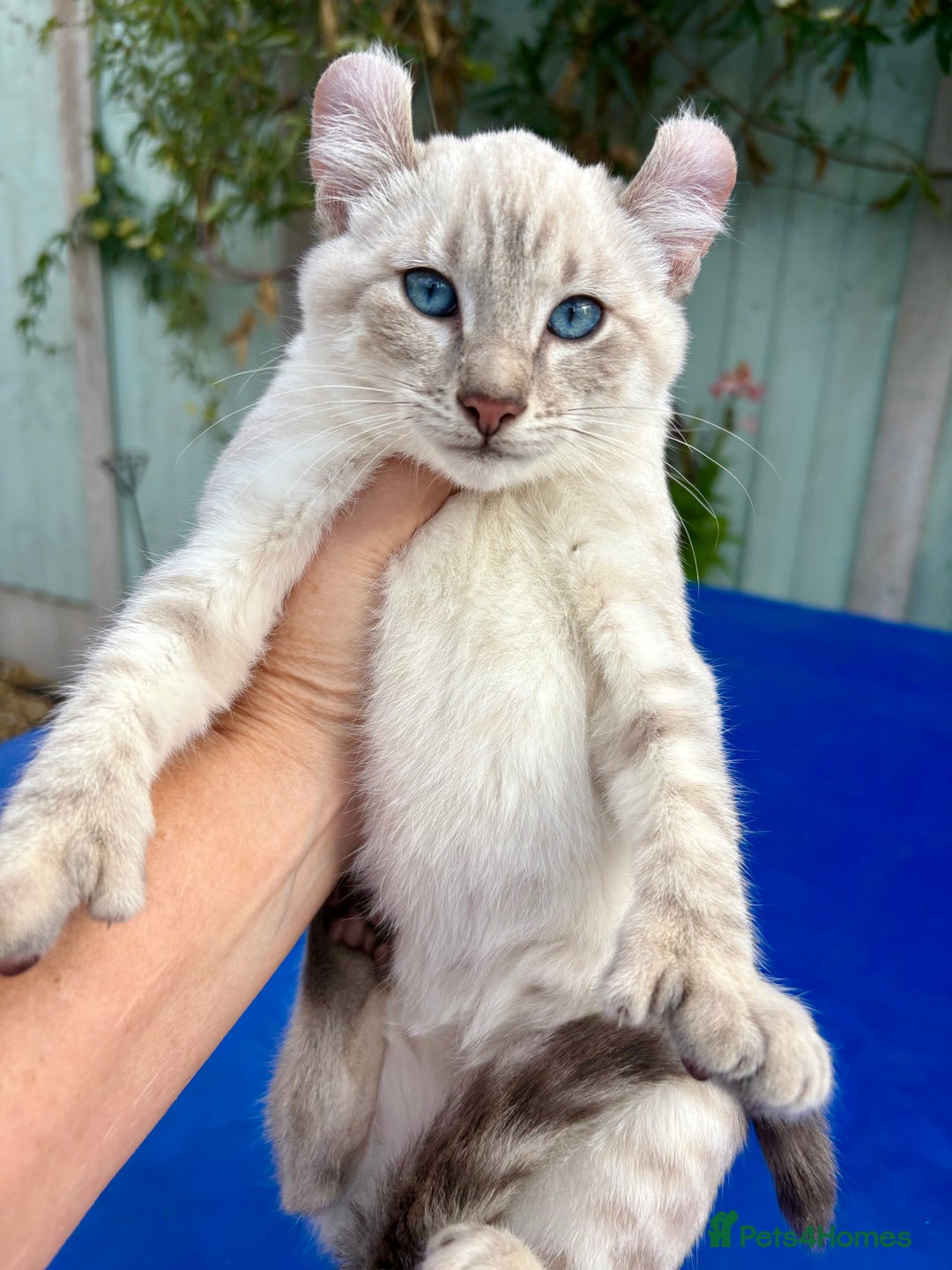 Bengal cats for sale: Gob smacking rare kittens  - Image 8