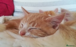 Mixed Breed cats for sale: CLEVER, BEAUTIFUL, KITTENS READY FOR FOREVER HOMES - Image 7