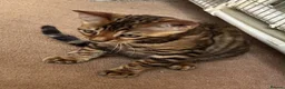 Bengal cats for sale: Male Bengal Kittens for sale - Advert 13