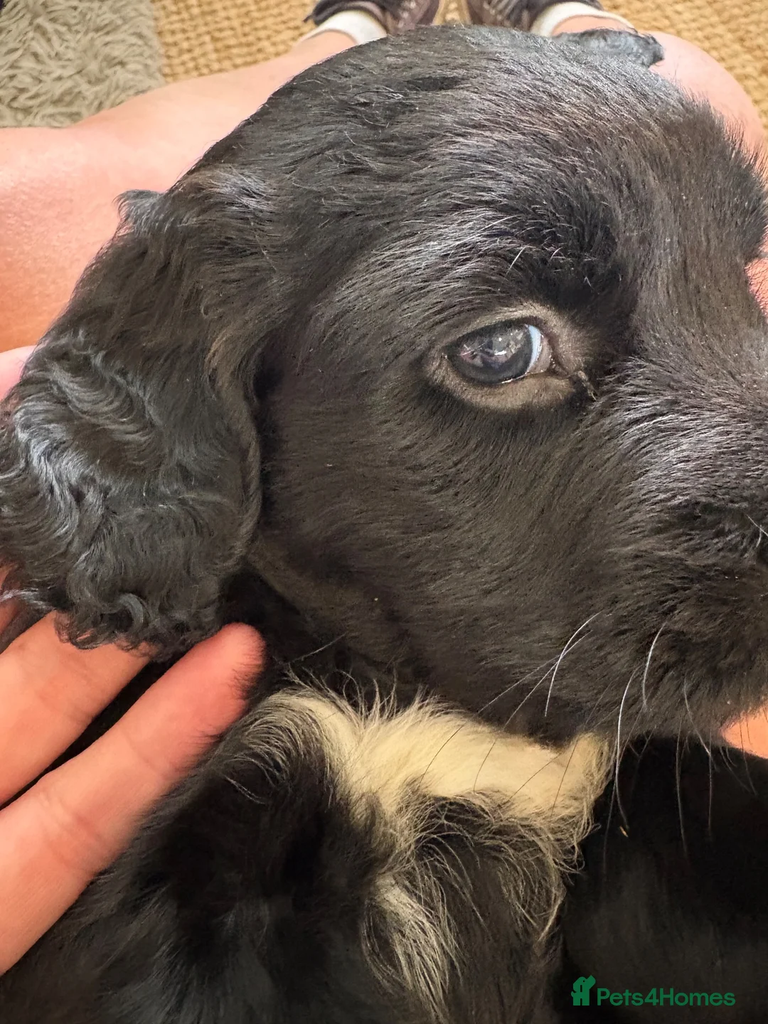 Springador dogs for sale: Springerdor puppy female - Advert 2