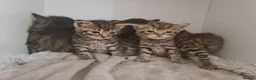 Mixed Breed cats for sale: 5 kittens for sale  - Advert 9