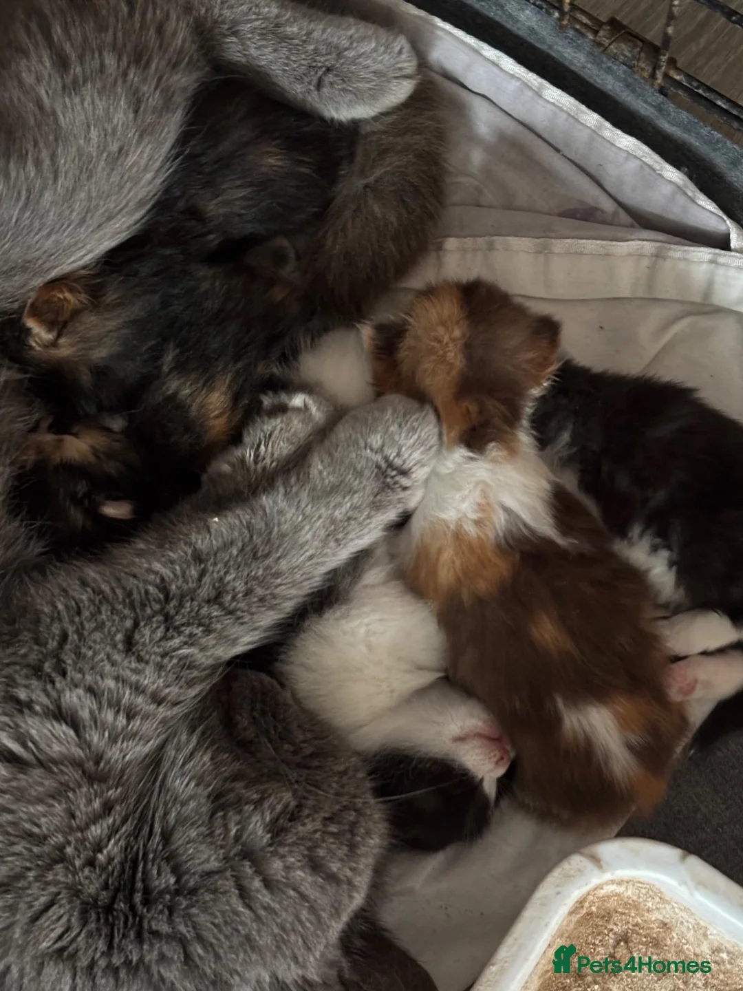 Mixed Breed cats for sale: Half British short hair  - Advert 2