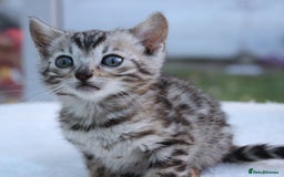 Bengal cats for sale: CUTE BENGAL KITTENS AVAILABLE - Image 9