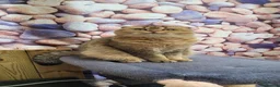 Scottish Fold cats for stud: SCOTTISH FOLD FOR STUD  - Advert 9