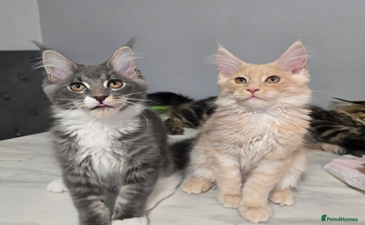 Maine Coon cats - Advert 4