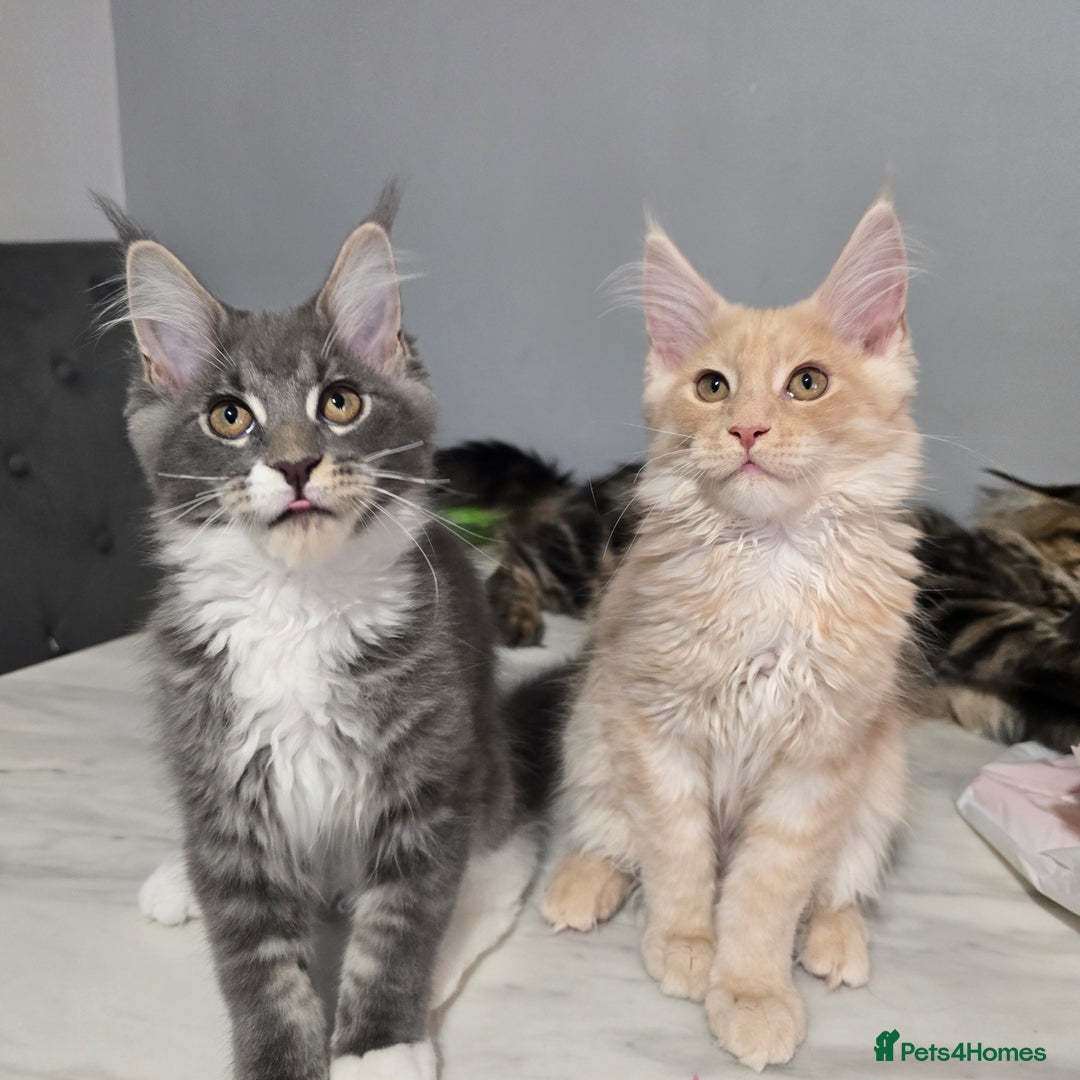 Maine Coon cats for sale: Ready now boys Mainecoon tica registered  - Image 1